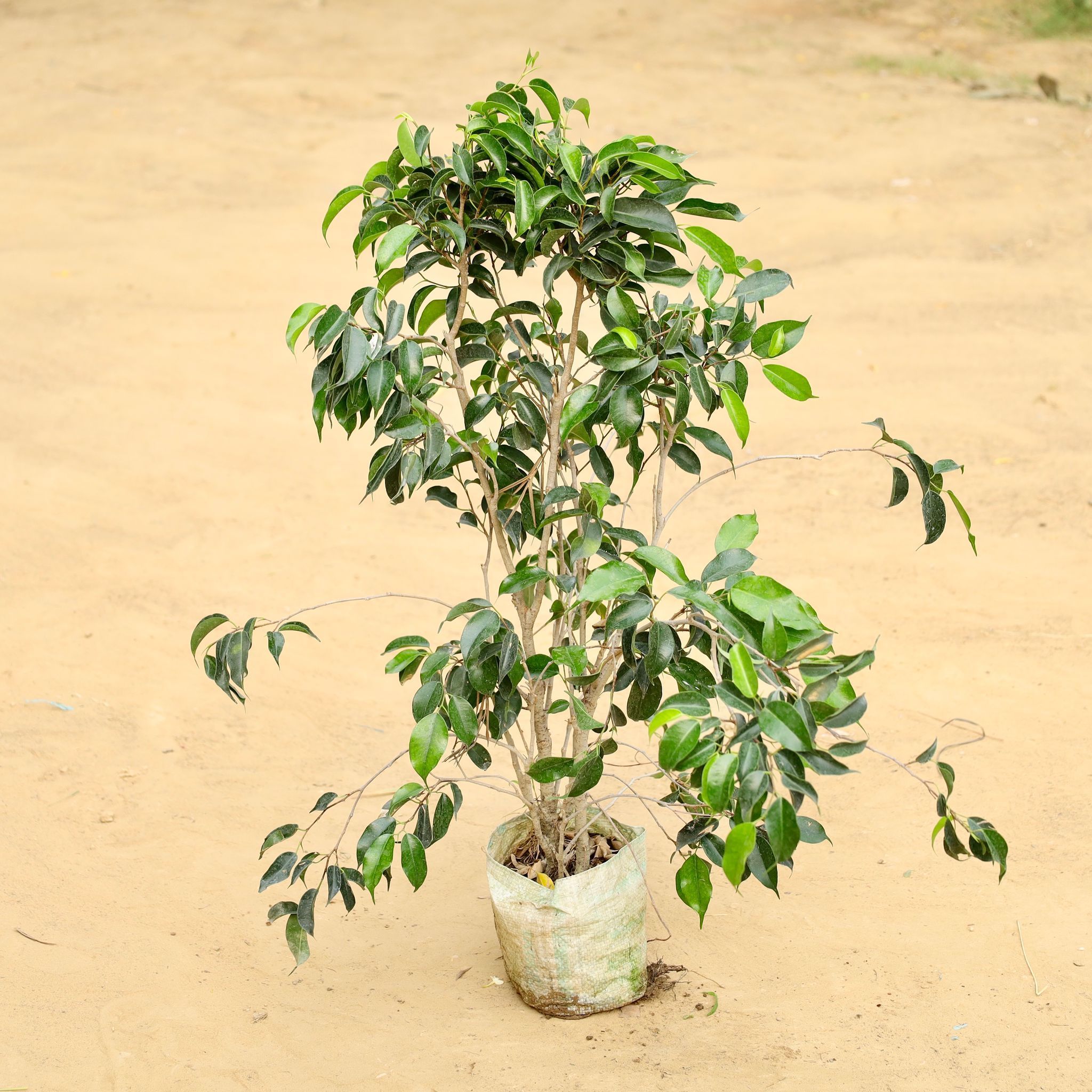 Ficus Black (~ 1.5 Ft) in 5 inch Nursery Bag