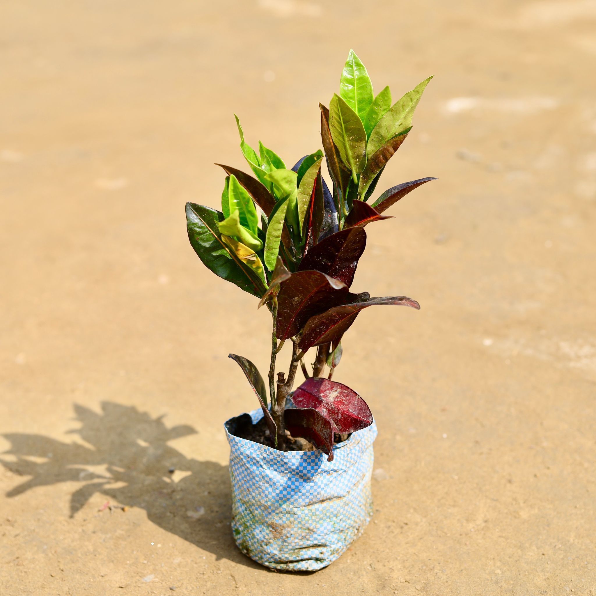 Croton Twilight Jewel in 4 inch Nursery Bag
