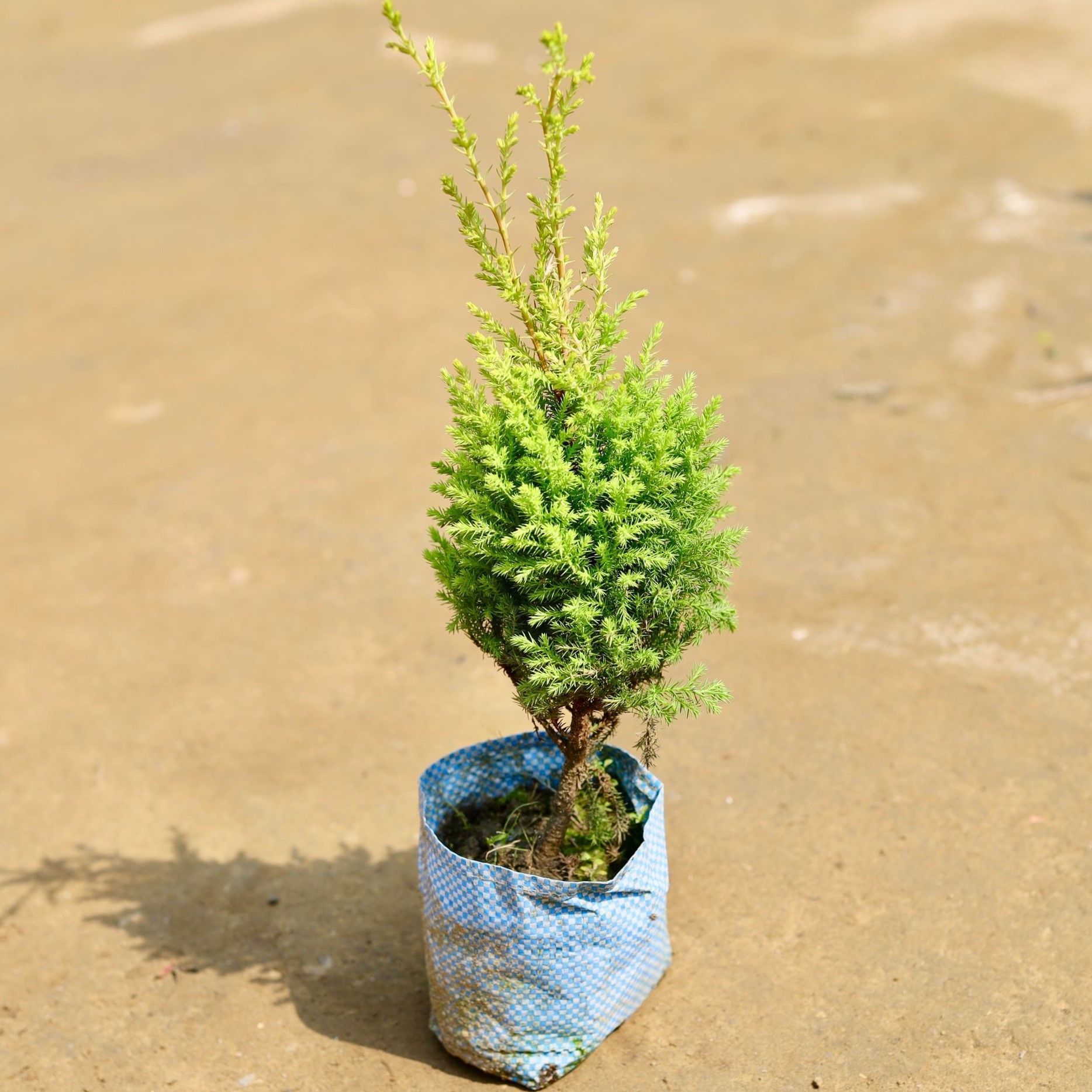 Golden cypress in 4 inch Nursery Bag