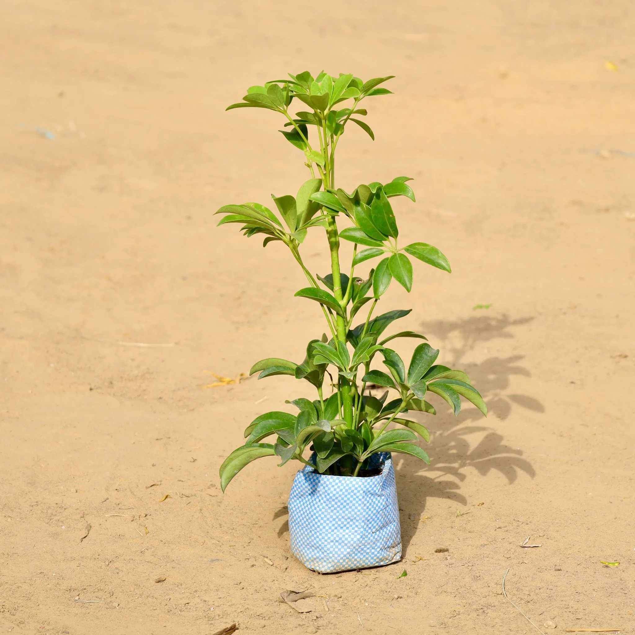 Schefflera Green in 3 inch Nursery Bag