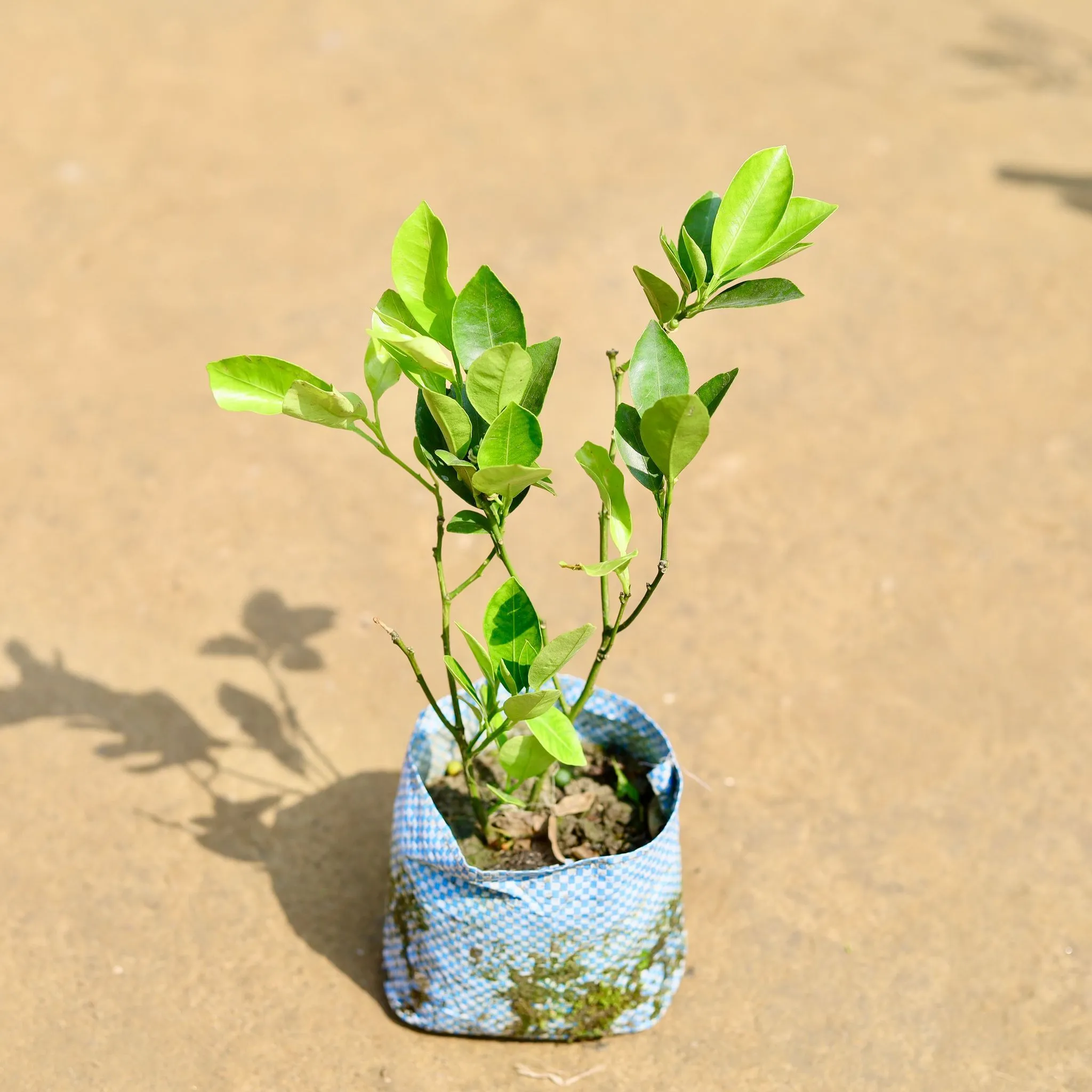 China Orange in 4 inch Nursery Bag