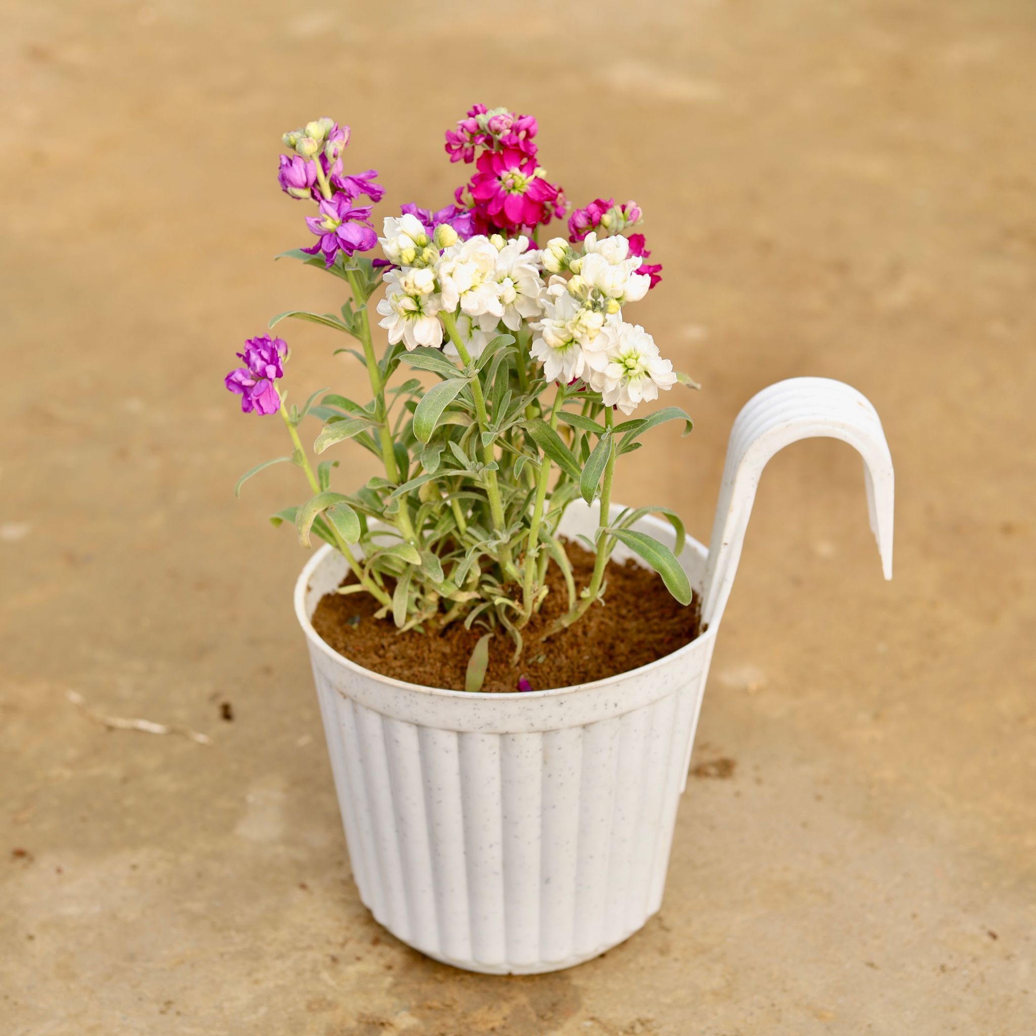 Stock (any colour) in 7 Inch White Railing Single Hook Hanging Plastic Pot
