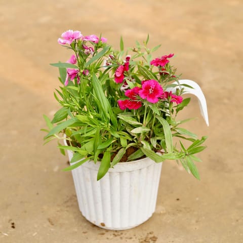 Dianthus (any colour) in 7 Inch White Railing Single Hook Hanging Plastic Pot