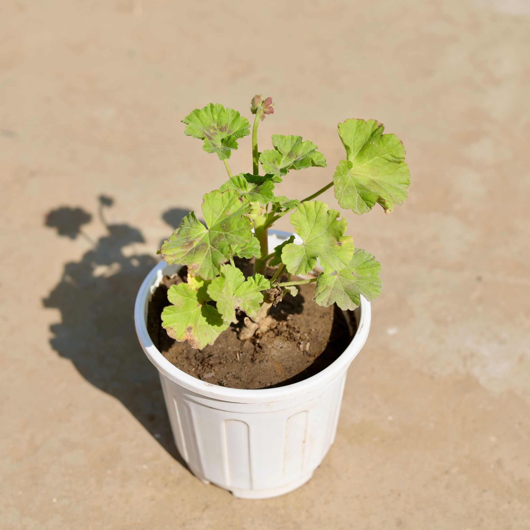 Geranium (any colour) in 6 Inch White Super Nursery Pot