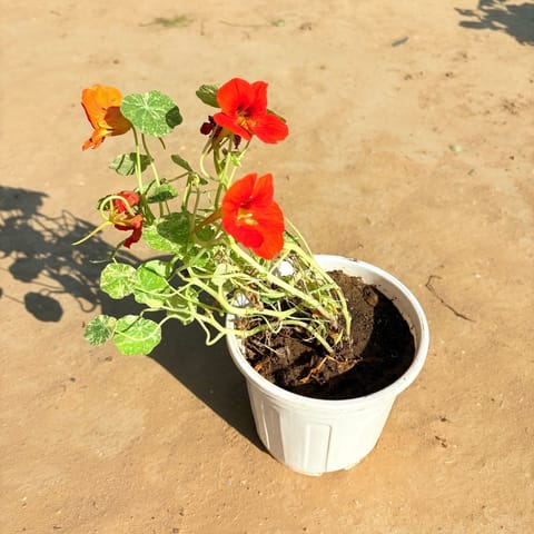 Nasturtium in 6 Inch White Super Nursery Pot