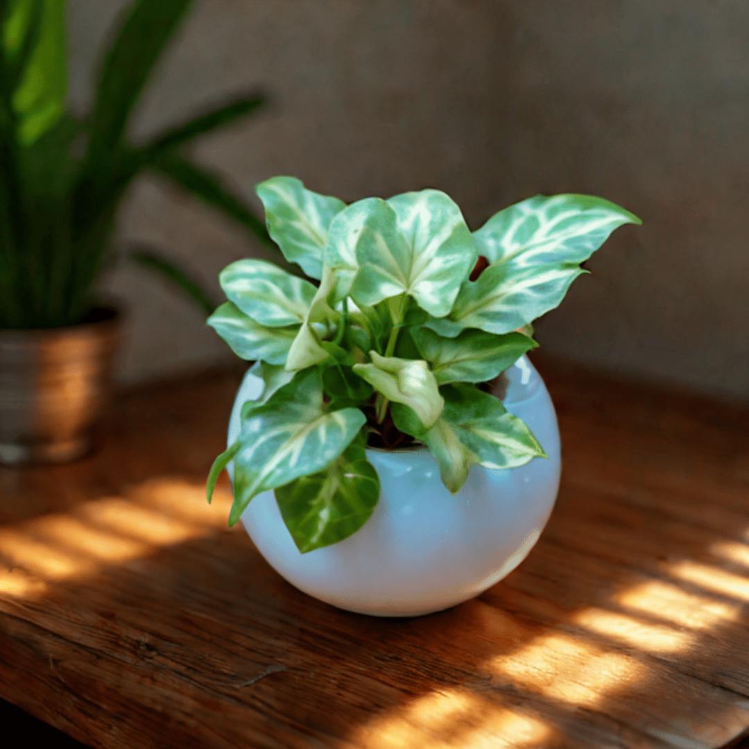 Syngonium Yammi in 3 Inch White Classy Ball Ceramic Pot Minimalist Glossy Succulent Pot, Indoor Flower Pot for Home and Office Decor