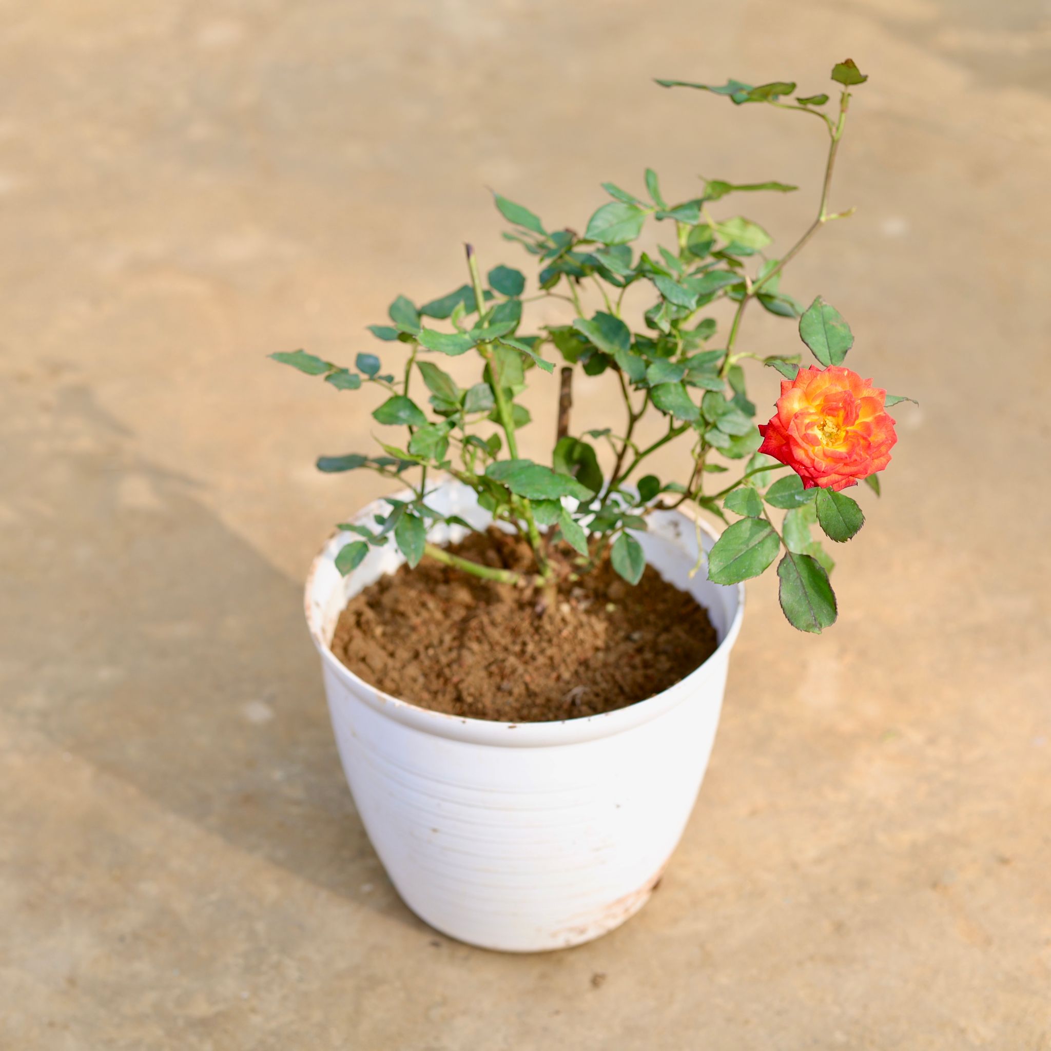 Rose in 08 Inch White Marble Premium Milo Round Plastic Pot
