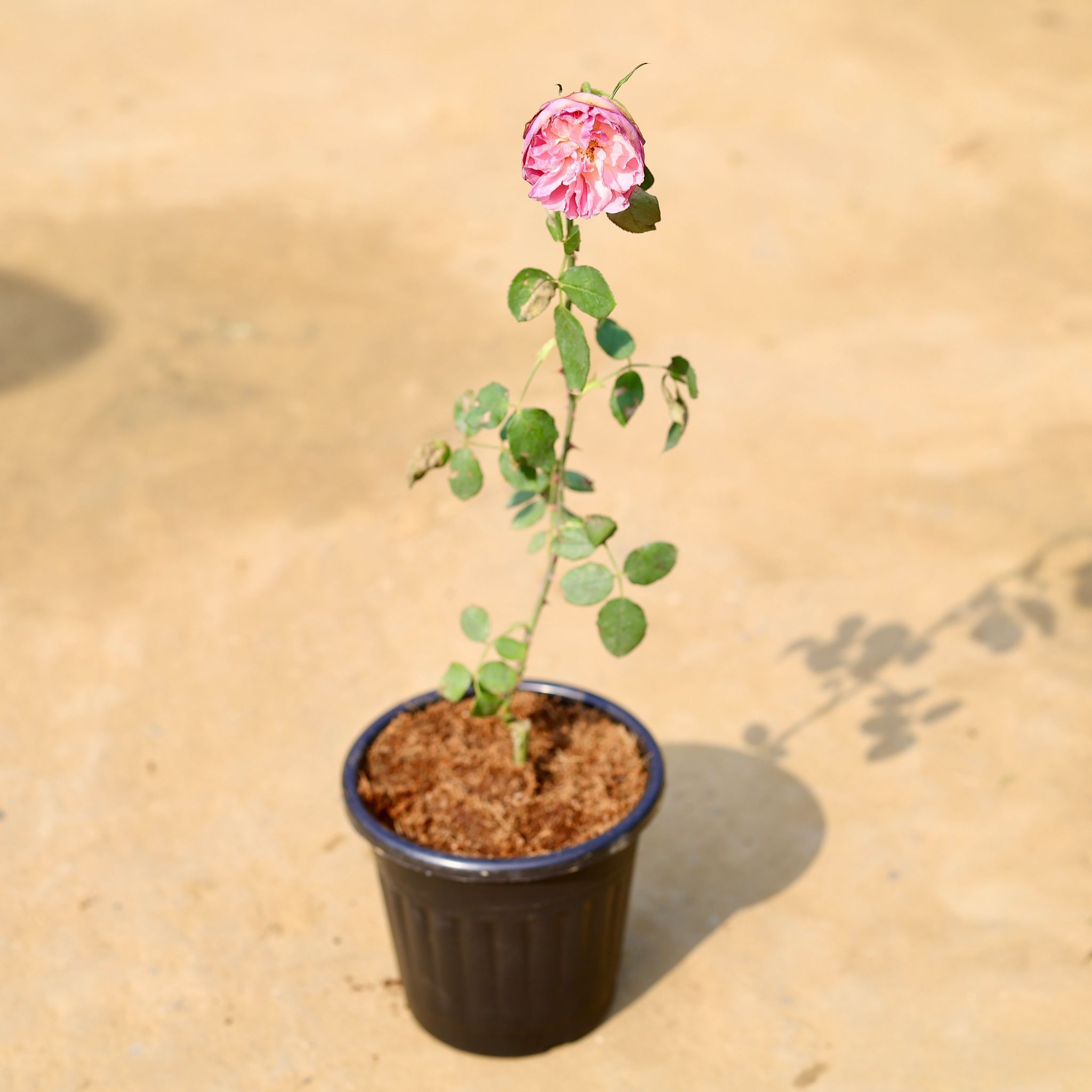 English Rose (any colour) in 6 inch Black Super Nursery Pot