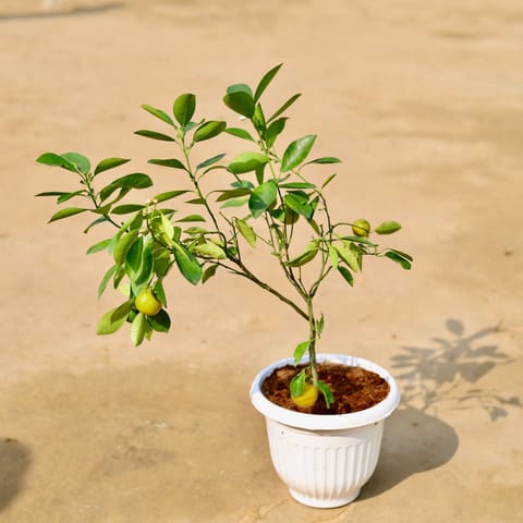 China Orange in 8 inch Terracotta Red Olive Plastic Pot