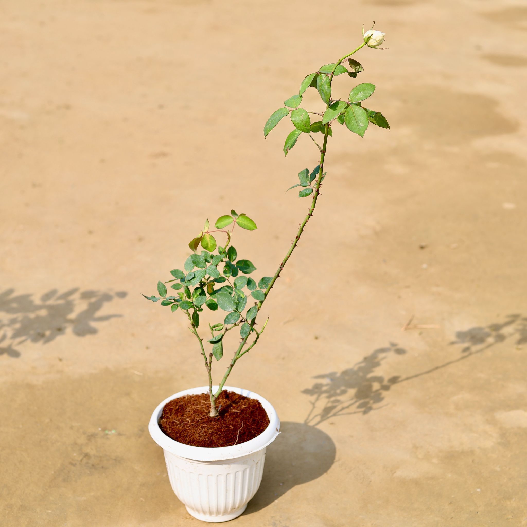 English Rose (any colour) in 8 inch Terracotta Red Olive Plastic Pot
