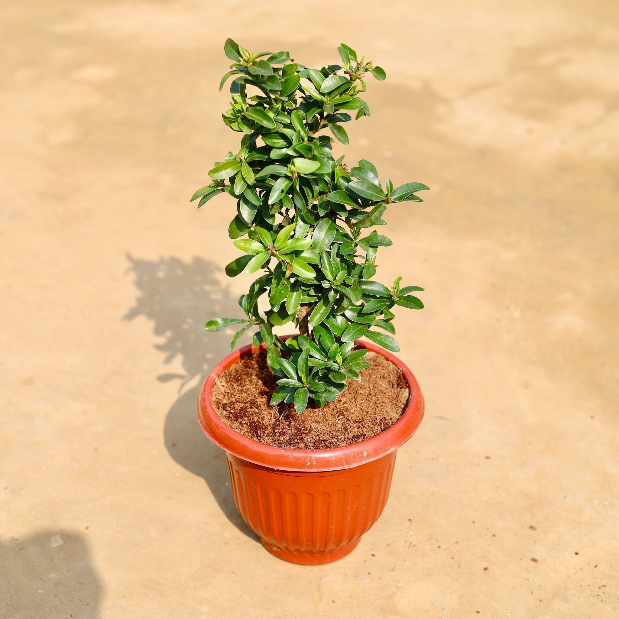 Ixora Red Mini in 8 inch Terracotta Red Olive Plastic Pot
