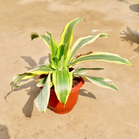 Dracaena Darasingh / Victoria in 8 inch Terracotta Red Olive Plastic Pot