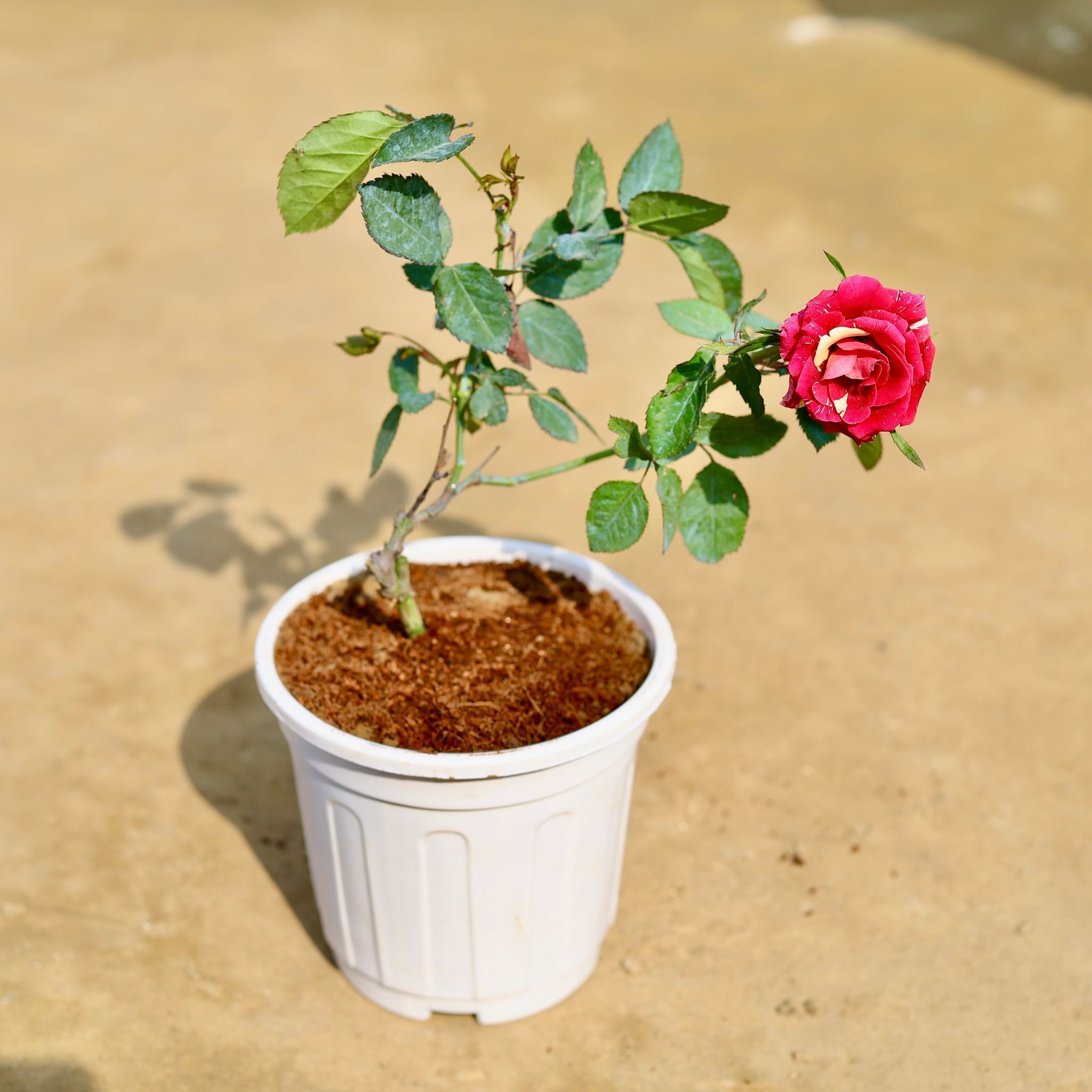 English Rose (any colour) in 6 inch White Super Nursery Pot