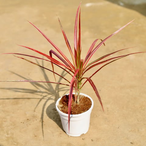 Dracaena Colorama Red in 4 Inch Live Fresh Plant White Nursery Pot in Kalkaji