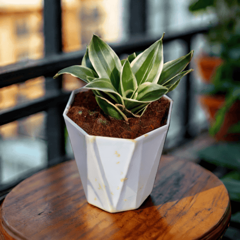 Snake Dwarf Yellow in 6 Inch Live Fresh Plant White Premium Diamanti Plastic Pot in Sector 11