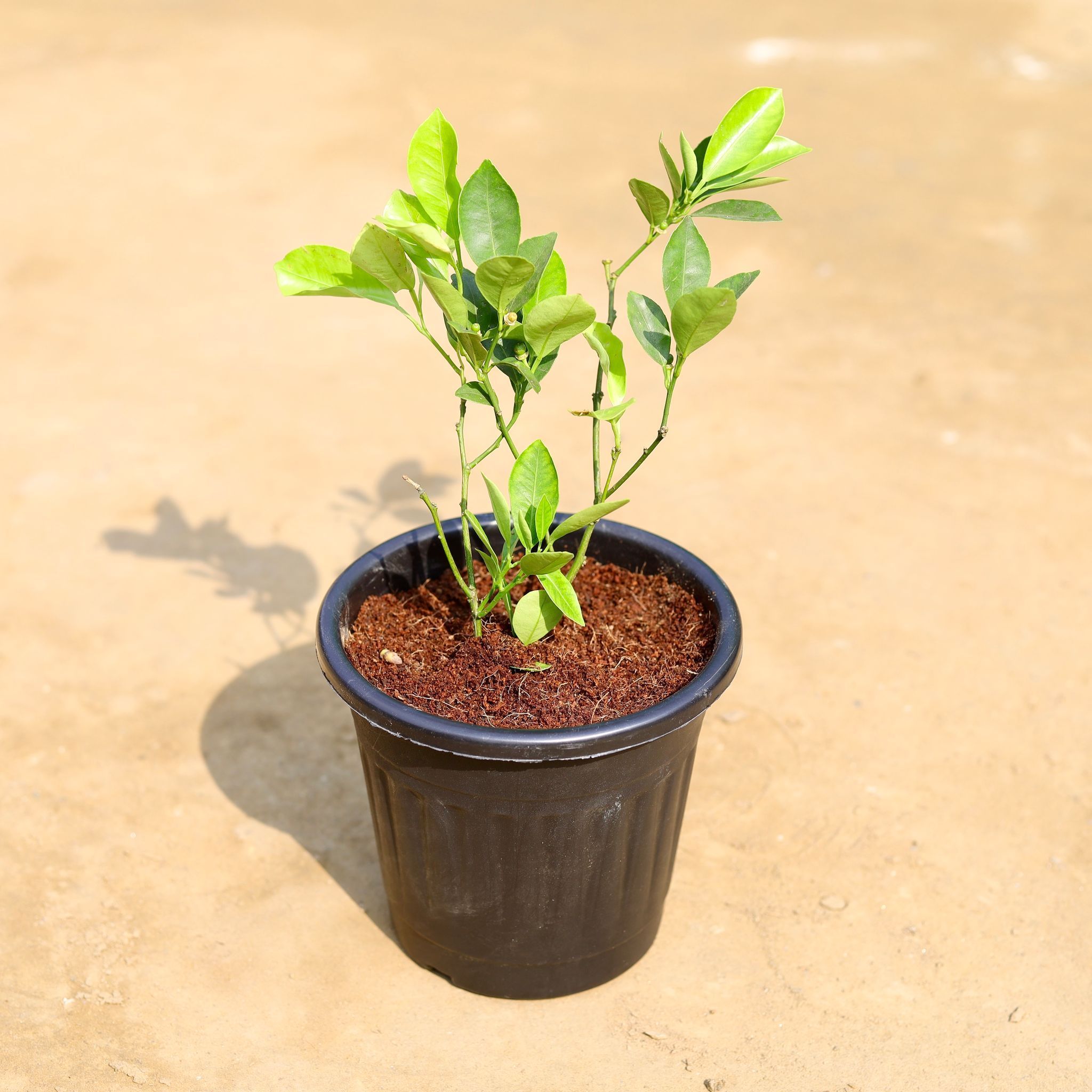 China Orange in 6 inch Black Super Nursery Pot
