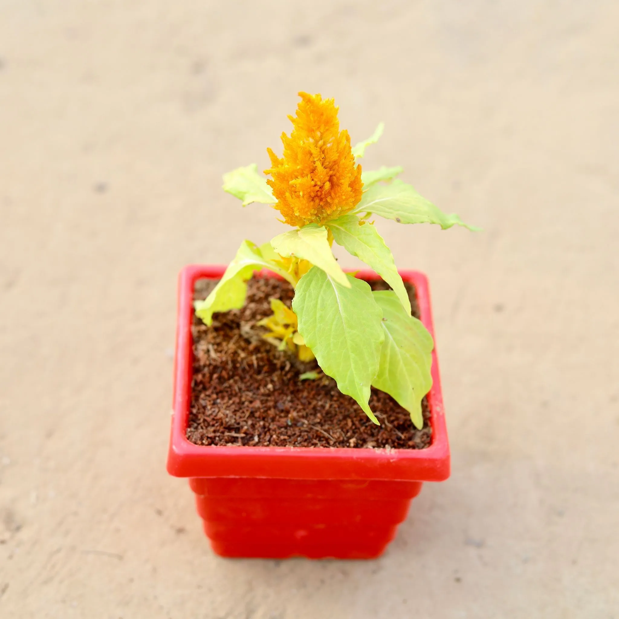 Celosia / Cockscomb (any colour) in 4 Inch Red Premium Orchid Square Plastic Pot