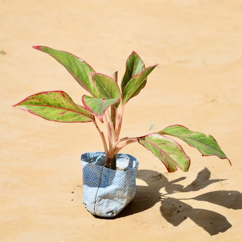 Aglaonema Lipstick in 4 Inch Nursery Bag