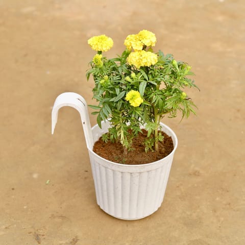 Marigold (any colour) in 7 Inch White Railing Single Hook Hanging Plastic Pot