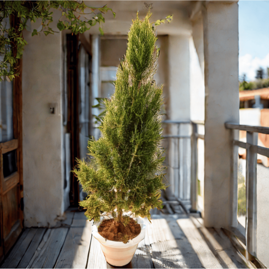 Juniperus (~ 4 Ft) in 14 Inch White Classy Plastic Pot