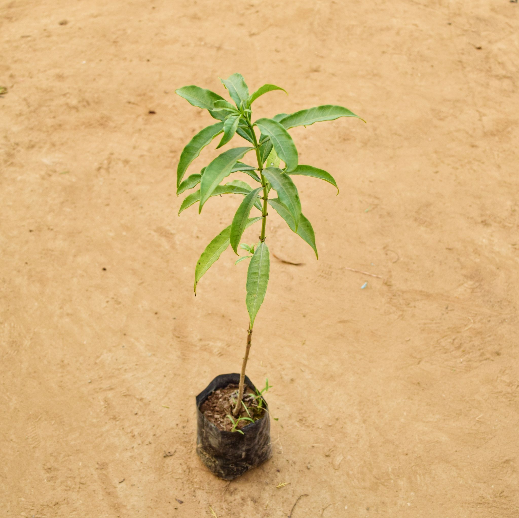 Allamanda (any colour) (~ 2 Ft) in 5 Inch Nursery Bag