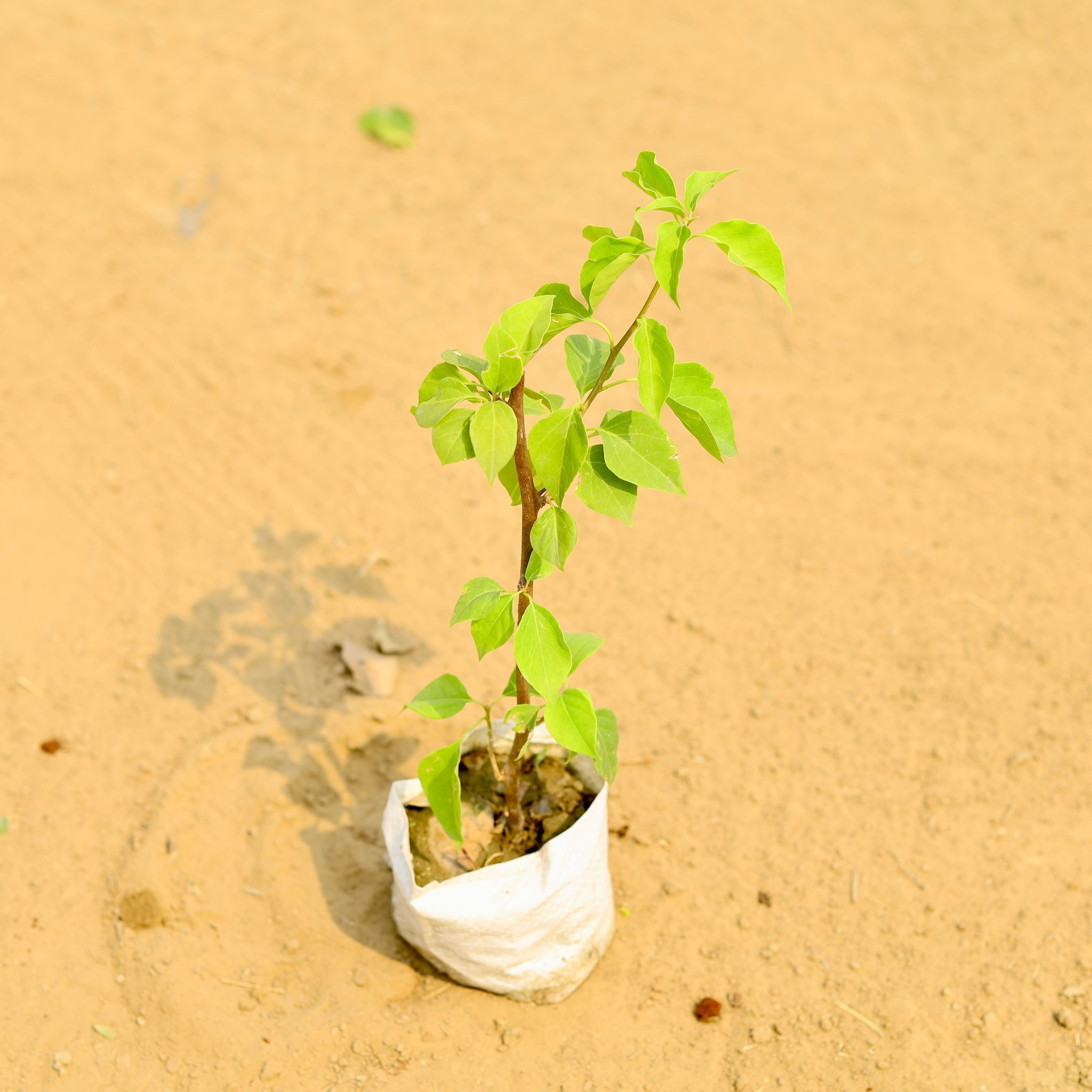 Bougainvillea (any colour) in 4 Inch Nursery Bag