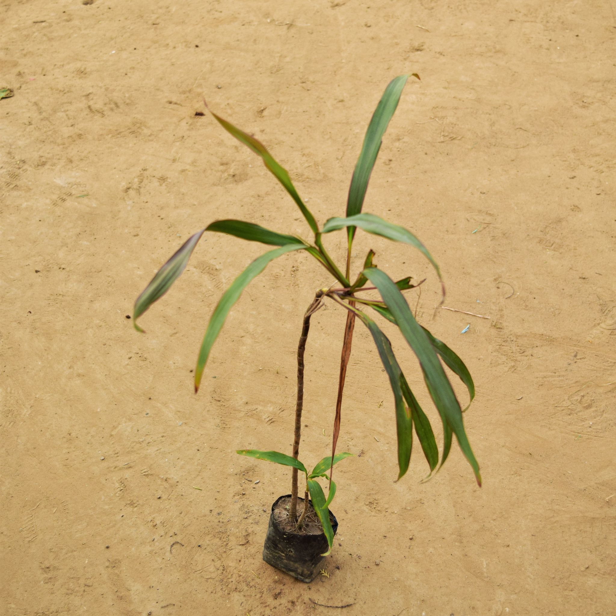 Dracaena Narrow Leaf (~ 2 Ft) in 3 Inch Nursery Bag