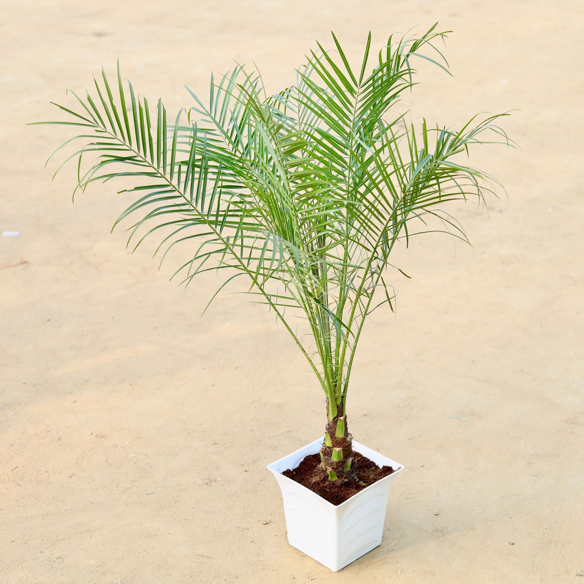 Phoenix Palm (~ 3 Ft) in 08 Inch White Marble Premium Milo Round Plastic Pot