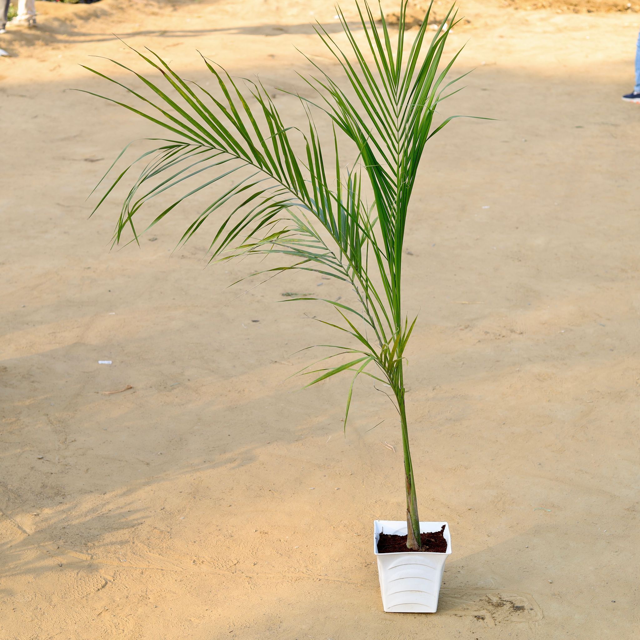 Bottle Palm in 08 Inch White Premium Tokyo Square Plastic Pot