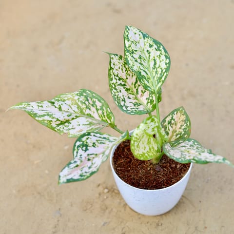 Aglaonema White in 4 Inch White Premium Orchid Round Plastic Pot