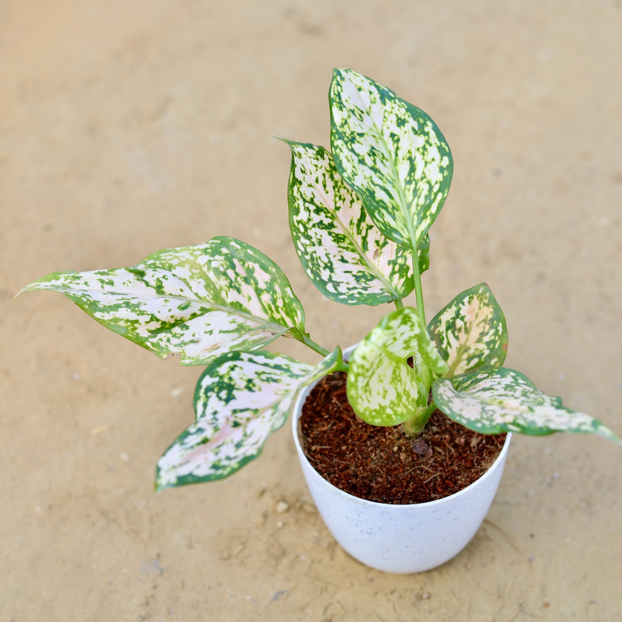 Aglaonema White in 4 Inch White Premium Orchid Round Plastic Pot