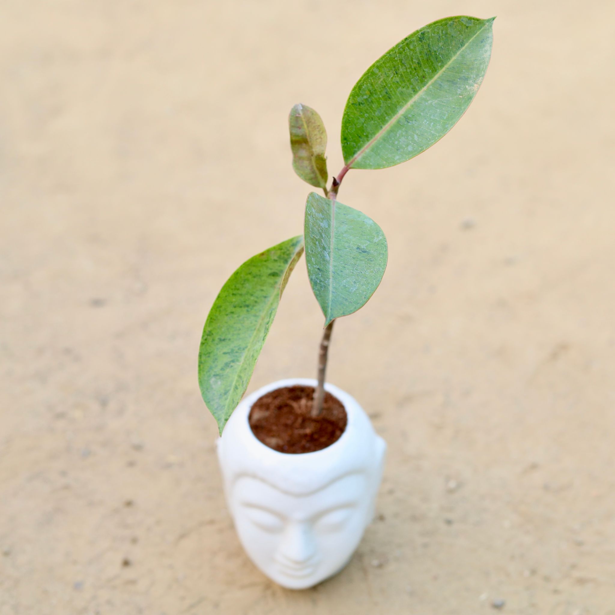 Rubber Variegated Yellow in 4 Inch Classic White Buddha Designer Ceramic Pot