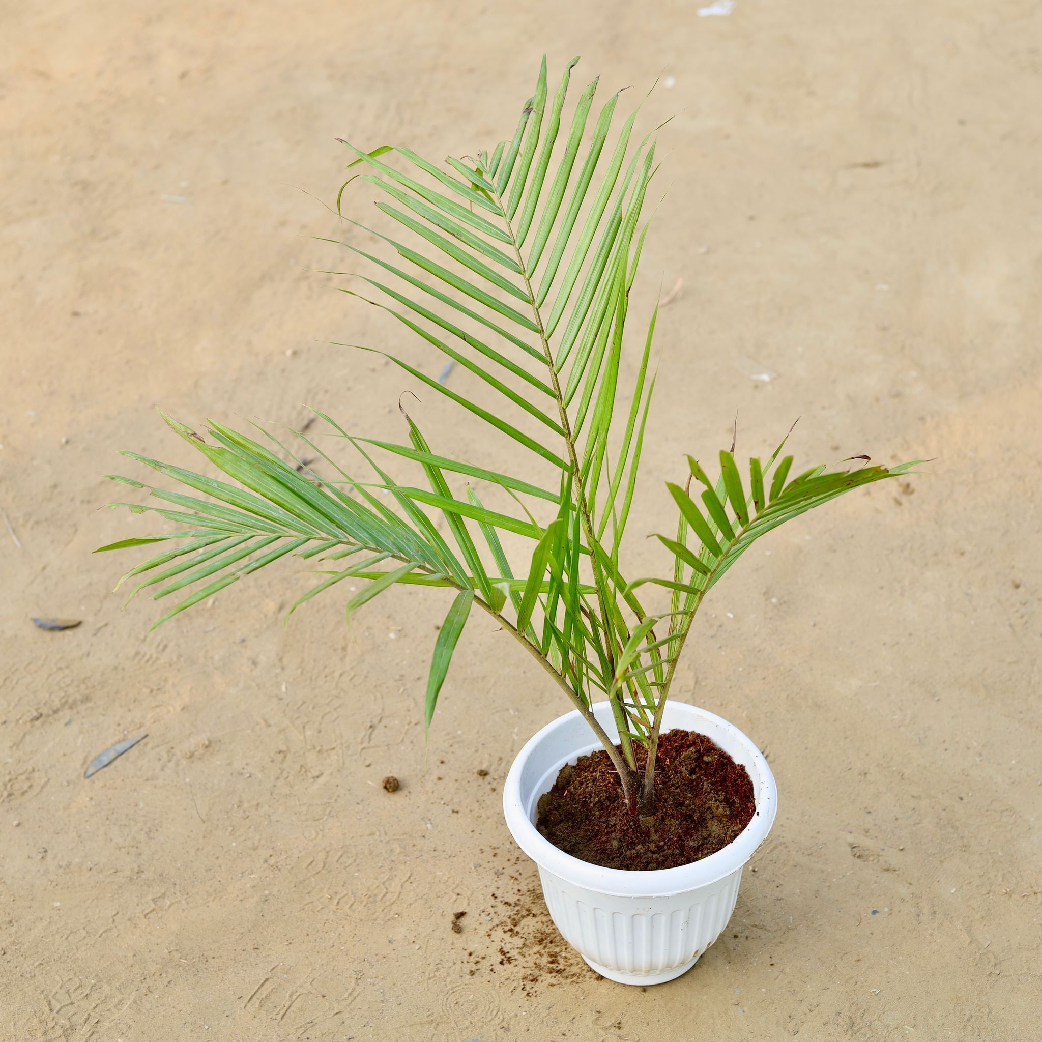 Chameadorea Palm in 8 Inch White Olive Plastic Pot