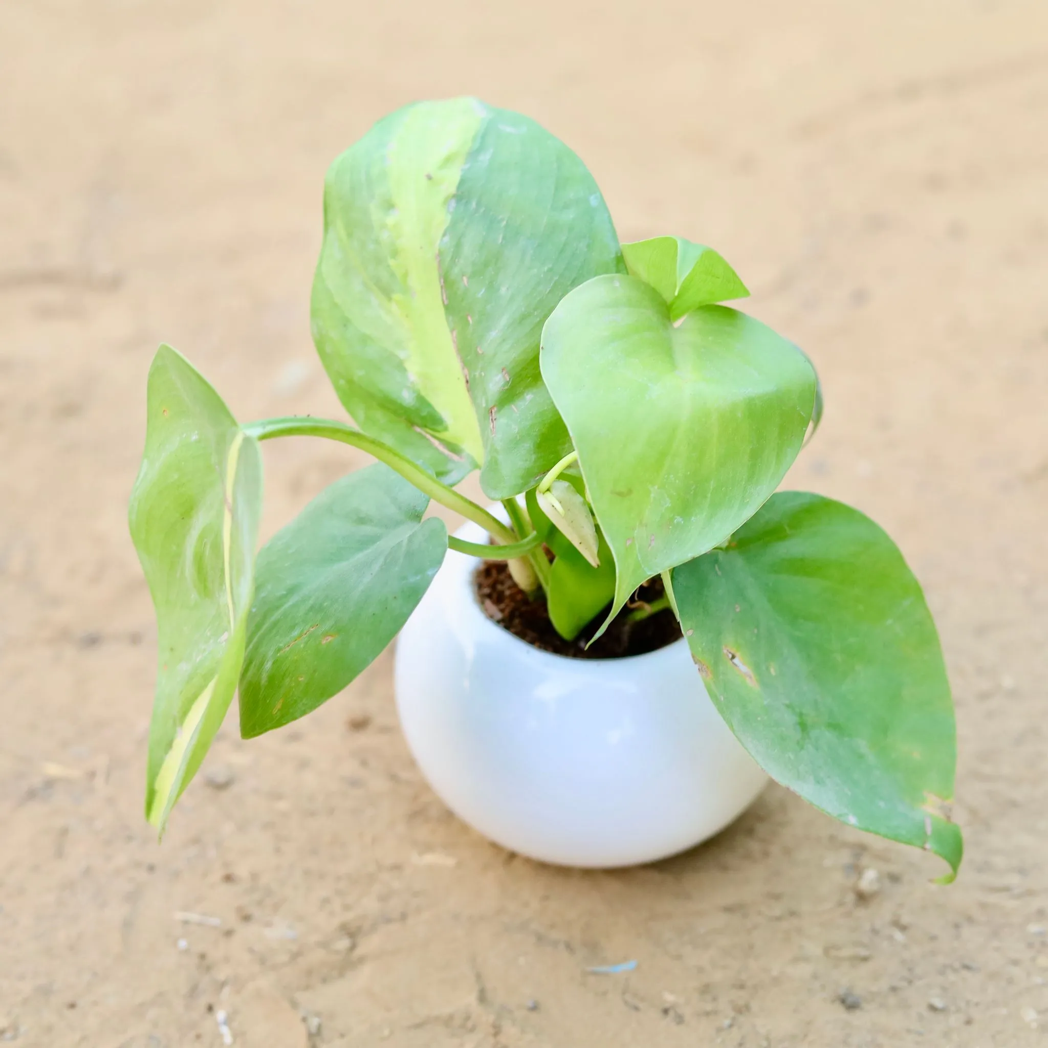 Oxycardium Brazil /Vareigated in 3 Inch White Classy Ball Ceramic Pot ? Minimalist Glossy Succulent Pot, Indoor Flower Pot for Home and Office D?cor