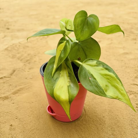 Oxycardium Brazil /Variegated in 4 Inch Pink Florence Self Watering Pot