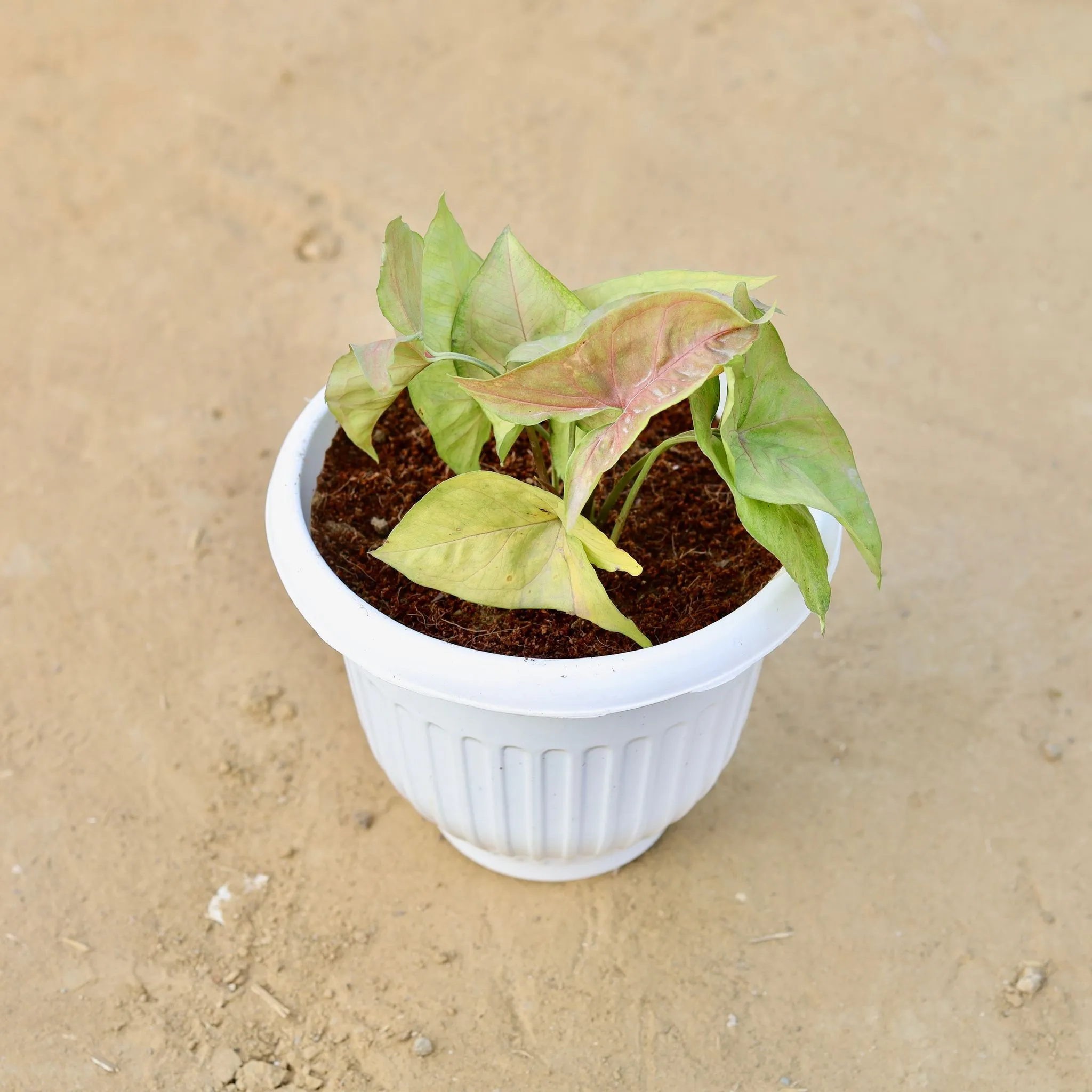 Syngonium Pink in 8 Inch White Olive Plastic Pot