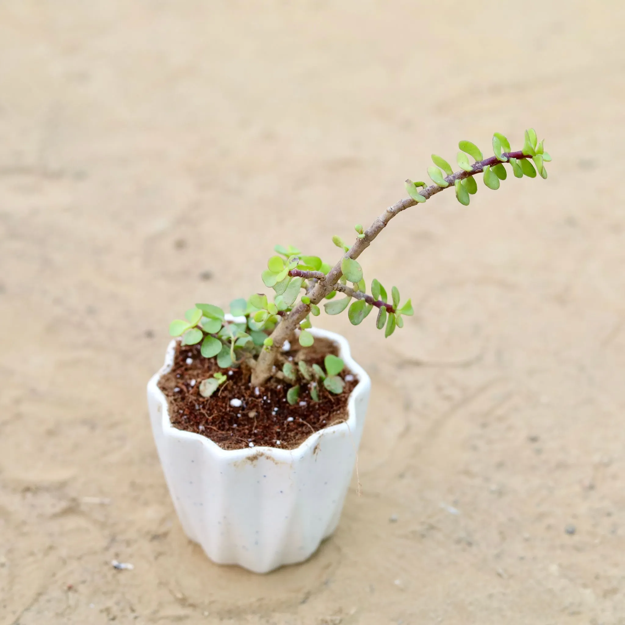 Jade in 4 Inch Vibrant White Ripple Ceramic Planter