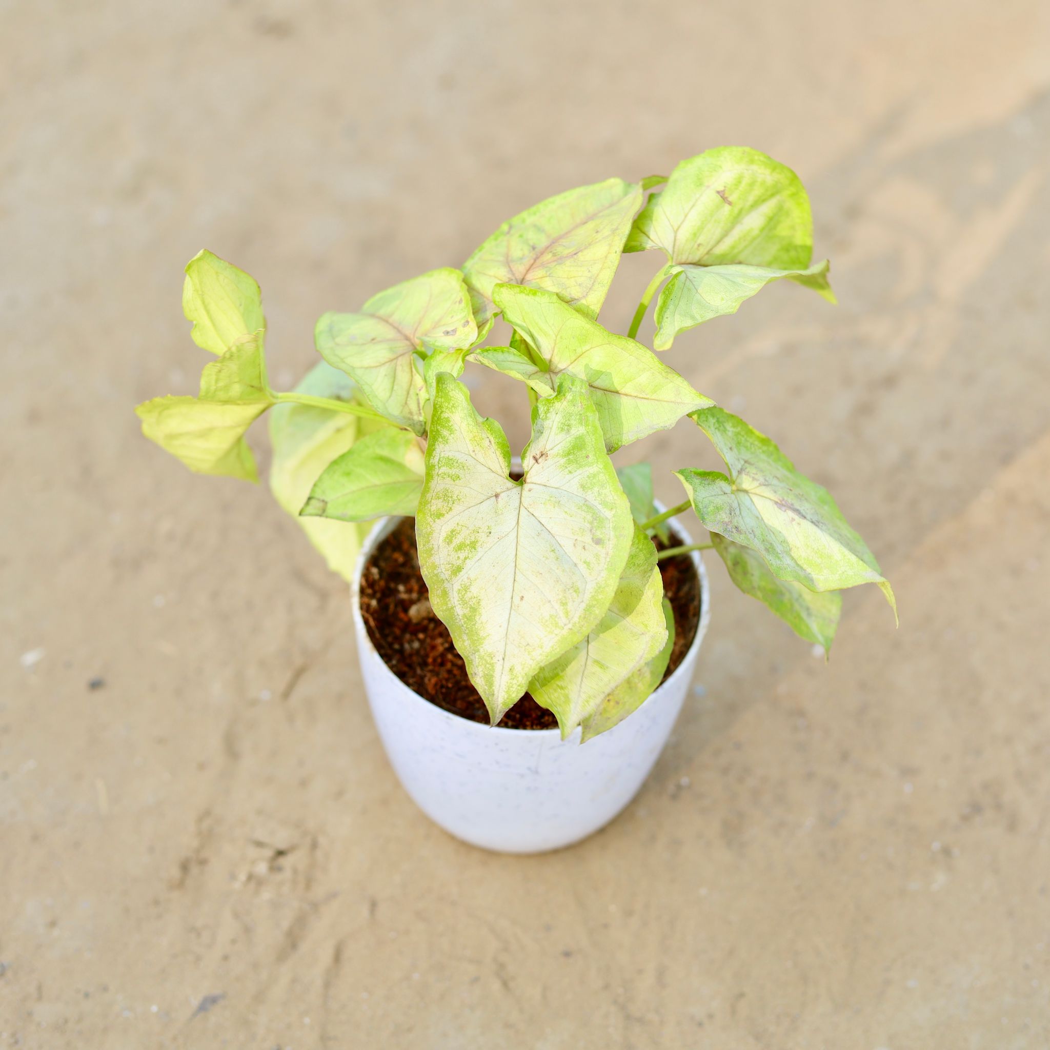Syngonium Yellow in 4 Inch White Premium Orchid Round Plastic Pot