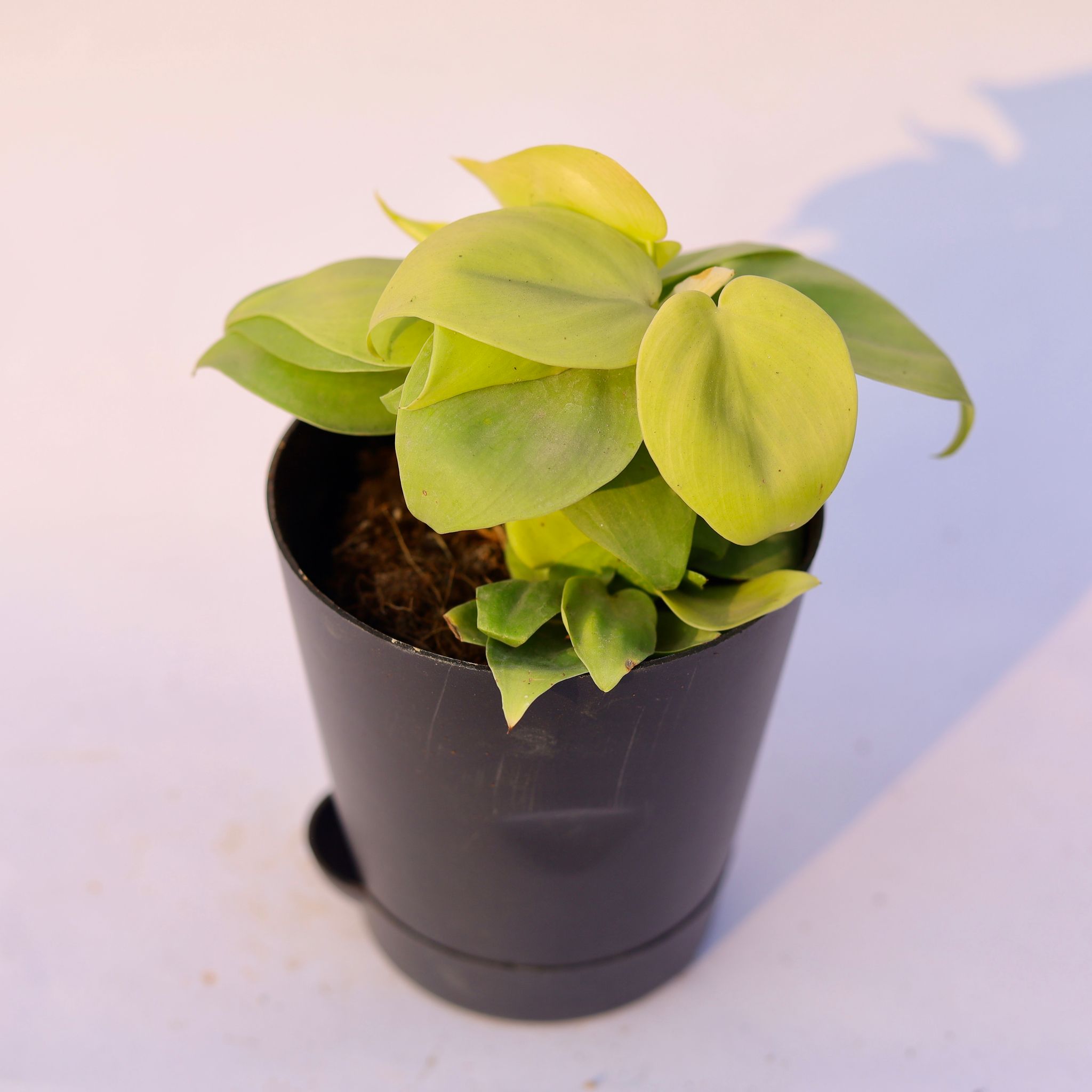 Oxycardium Golden in 4 Inch Black Florence Self Watering Pot