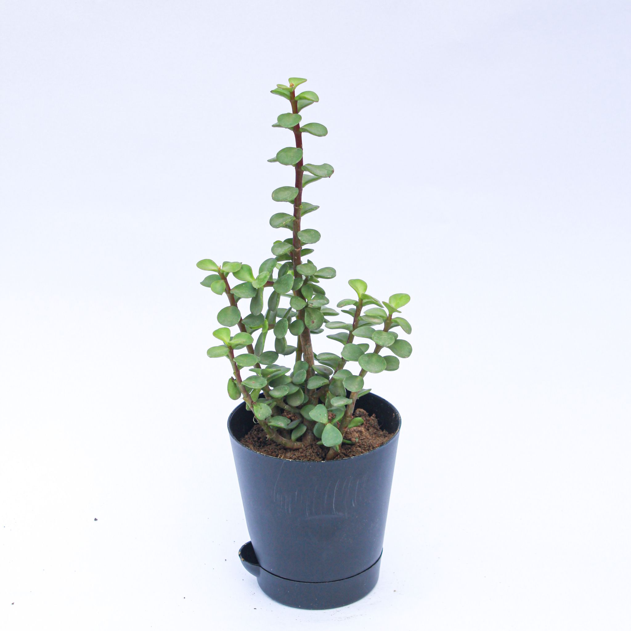 Jade in 4 Inch Black Florence Self Watering Pot
