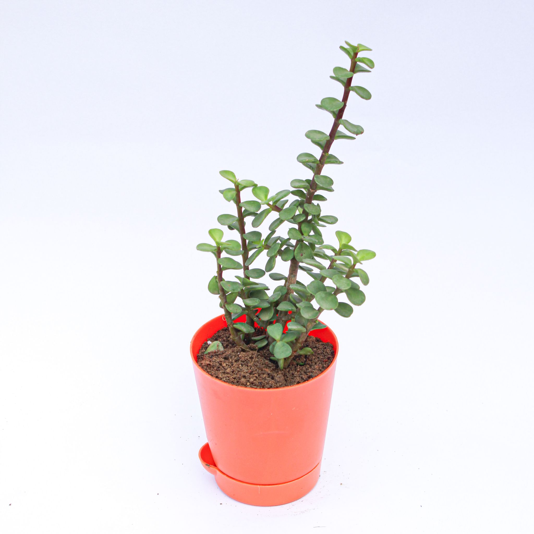 Jade in 4 Inch Orange Florence Self Watering Pot