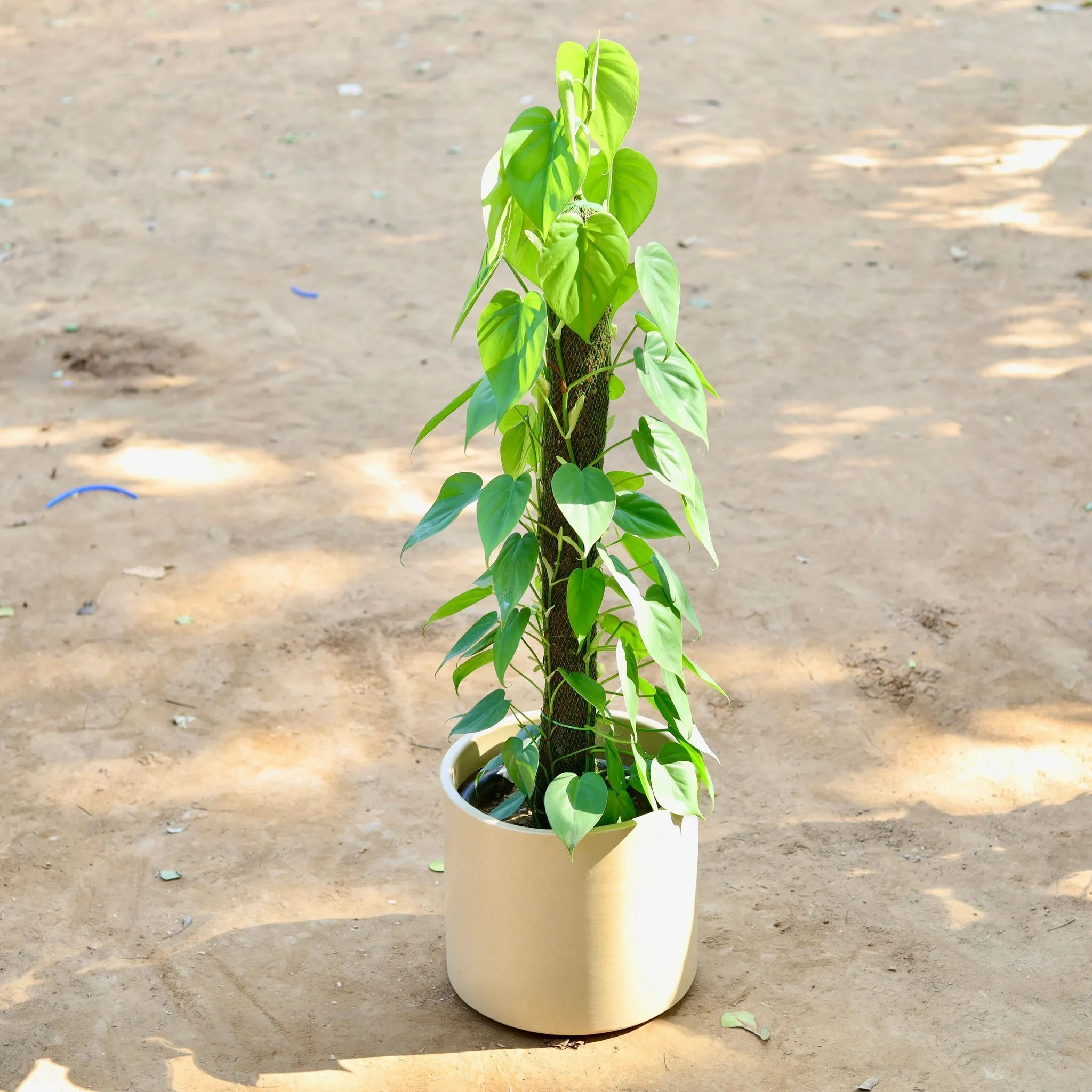 Oxycardium Green with 3 Ft Moss Stick in 11 X 11 Inch Sandstone Premium Dochieo Fiberglass Planter