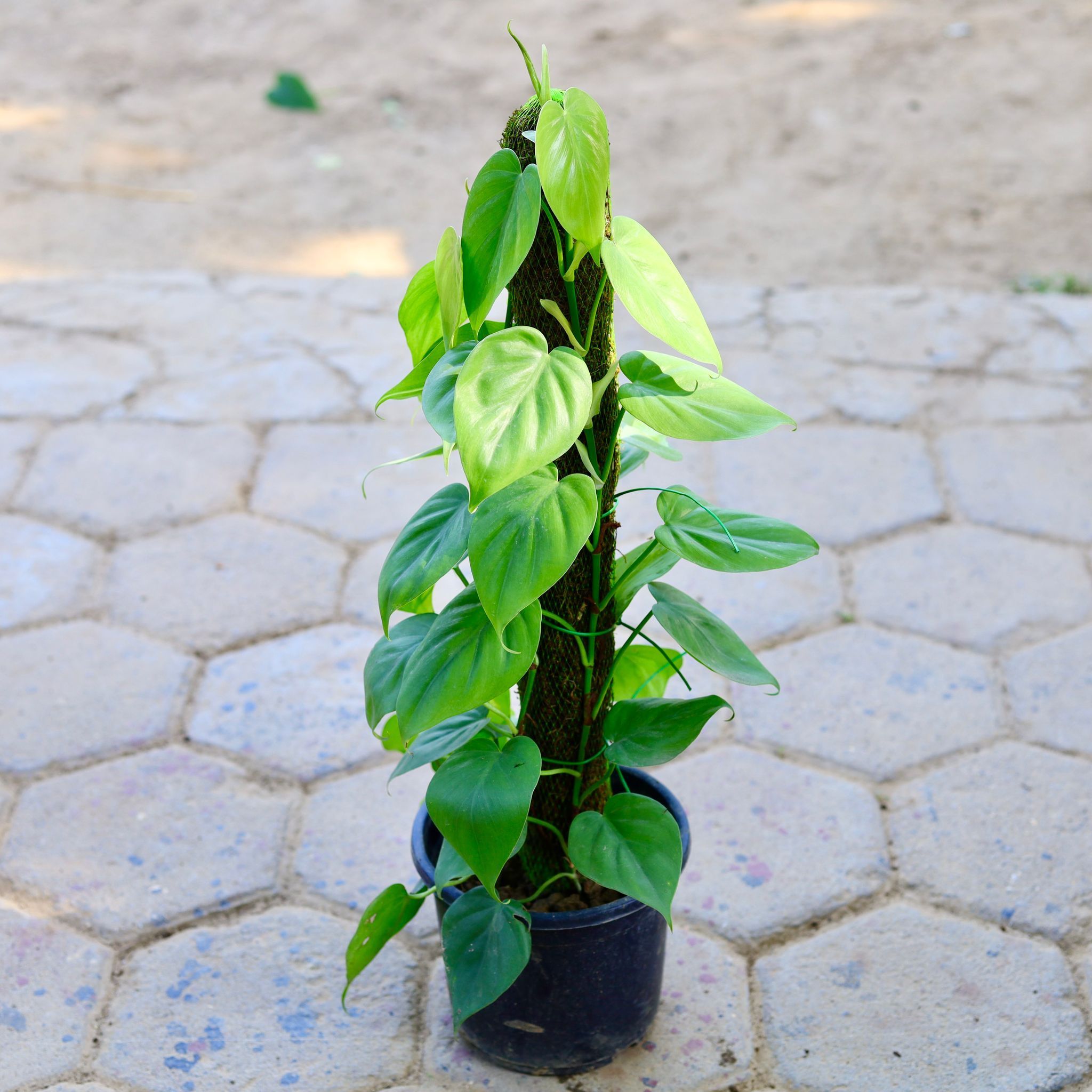 Oxycardium Green with 2 Ft Moss Stick in 7 Inch Nursery Pot