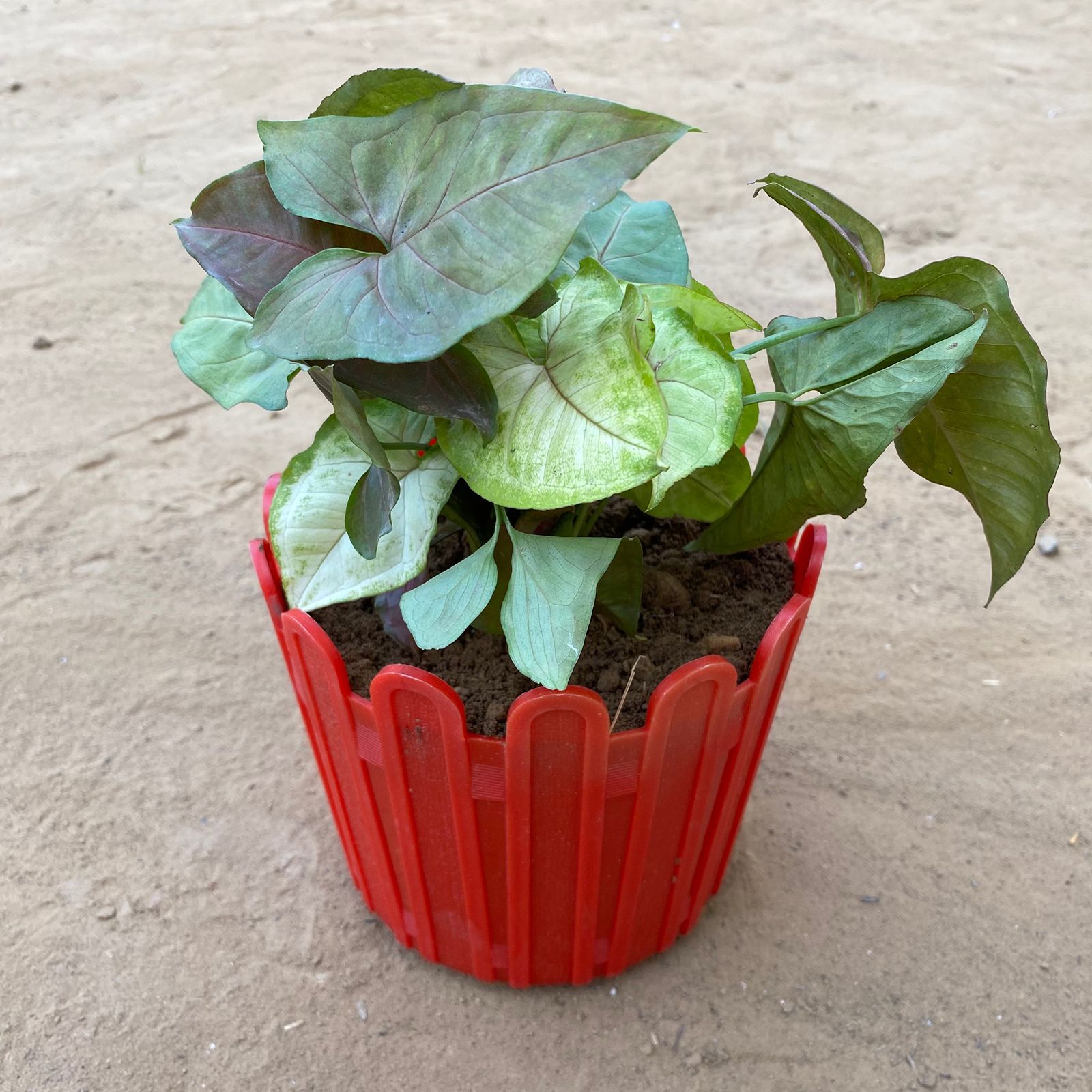 Syngonium Cocktail (Pink, Green & Bronze) in 6 Inch Red Premium Tippy Plastic Pot