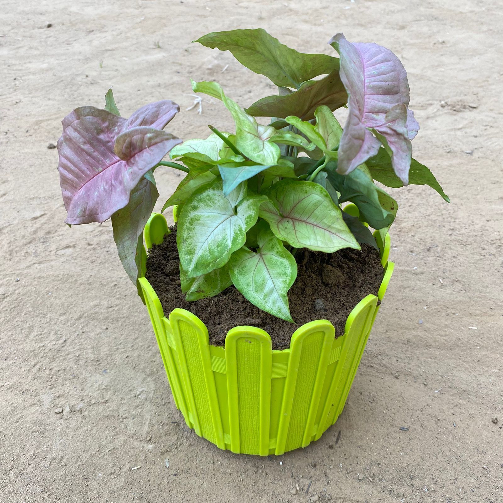 Syngonium Cocktail (Pink, Green & Bronze) in 6 Inch Green Premium Tippy Plastic Pot