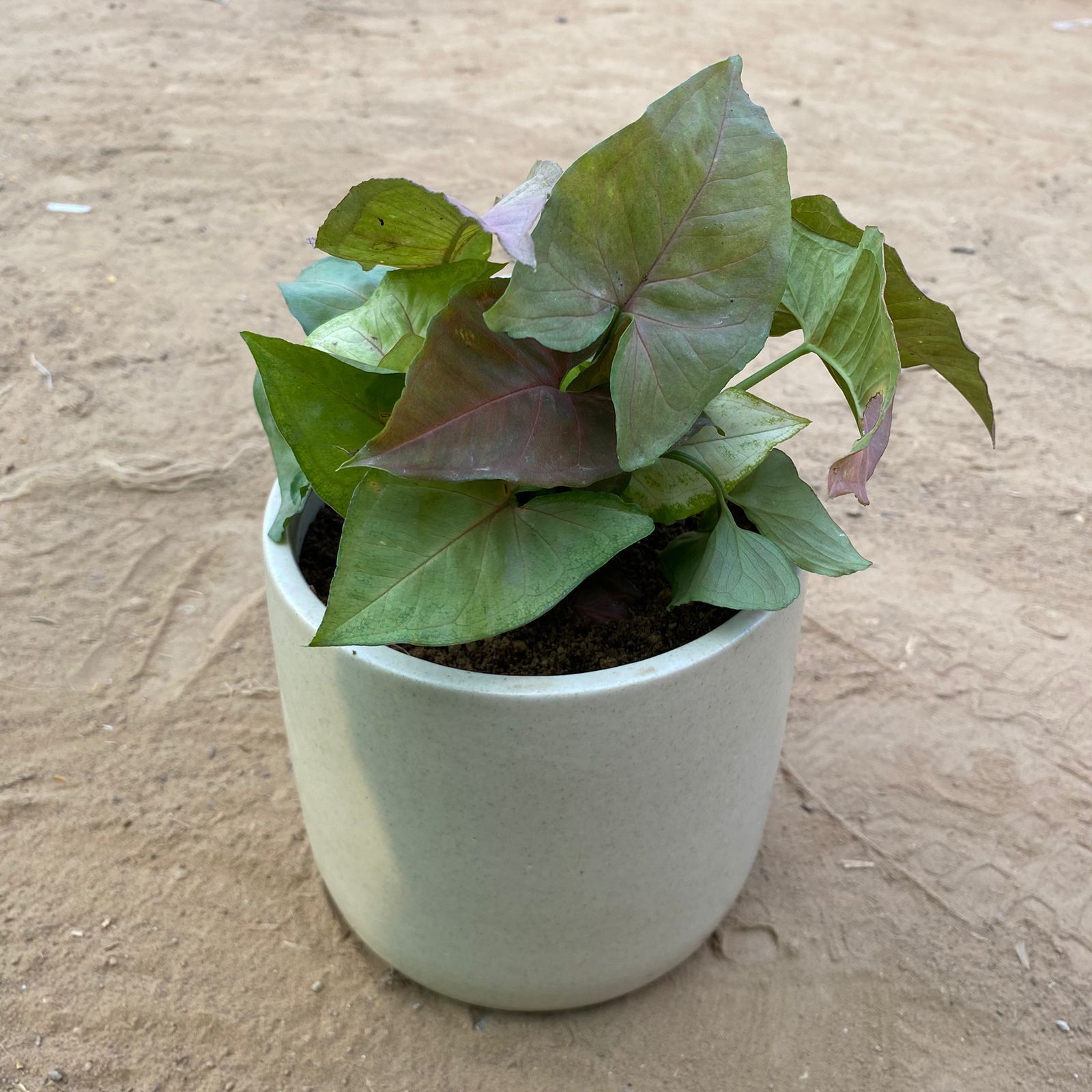 Syngonium Cocktail (Pink, Green & Bronze) in 4 Inch White Minimalist Cylindrical Ceramic Pot