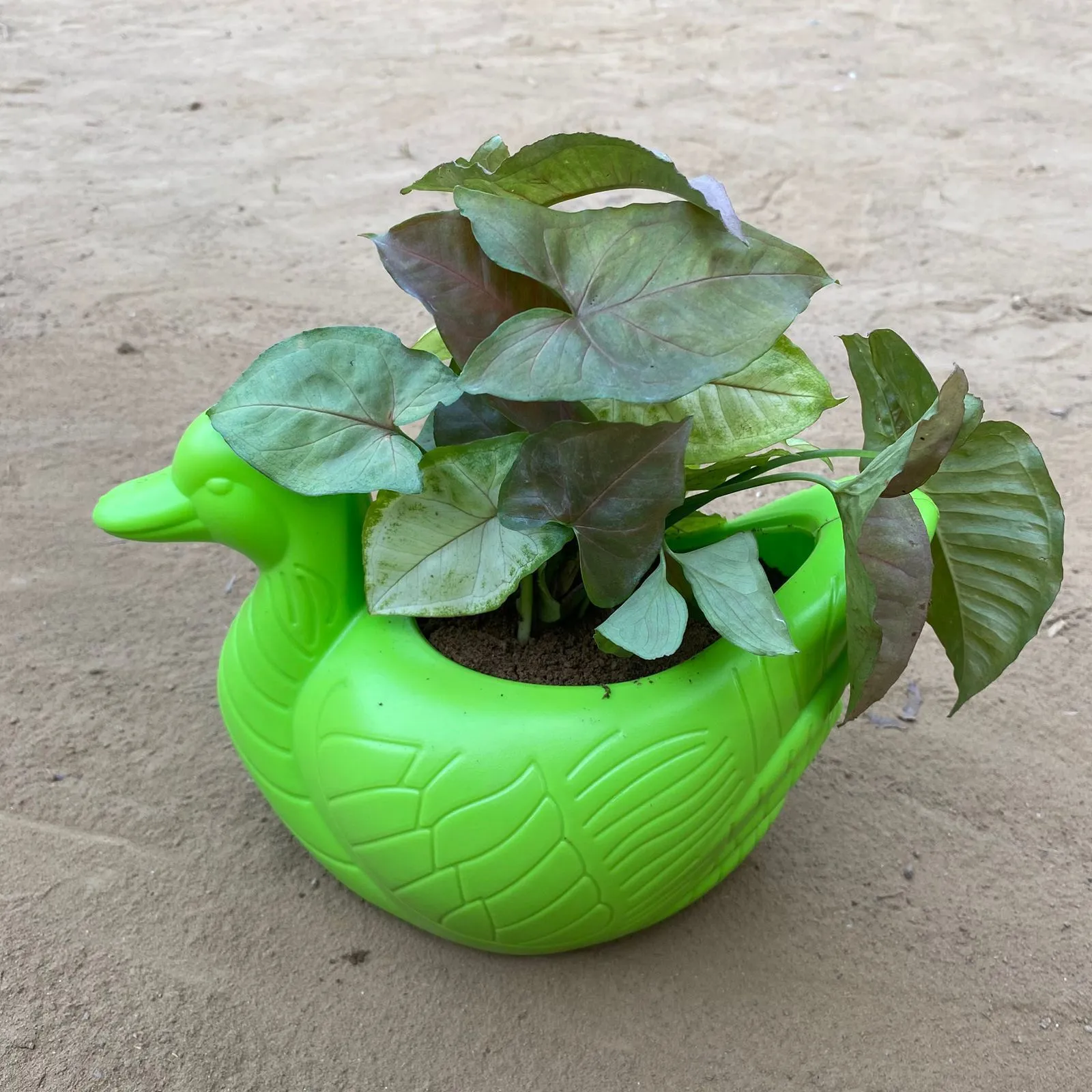 Syngonium Cocktail (Pink, Green & Bronze) in 6.5 X 5.5 Inch Green Premium Duck Plastic Pot