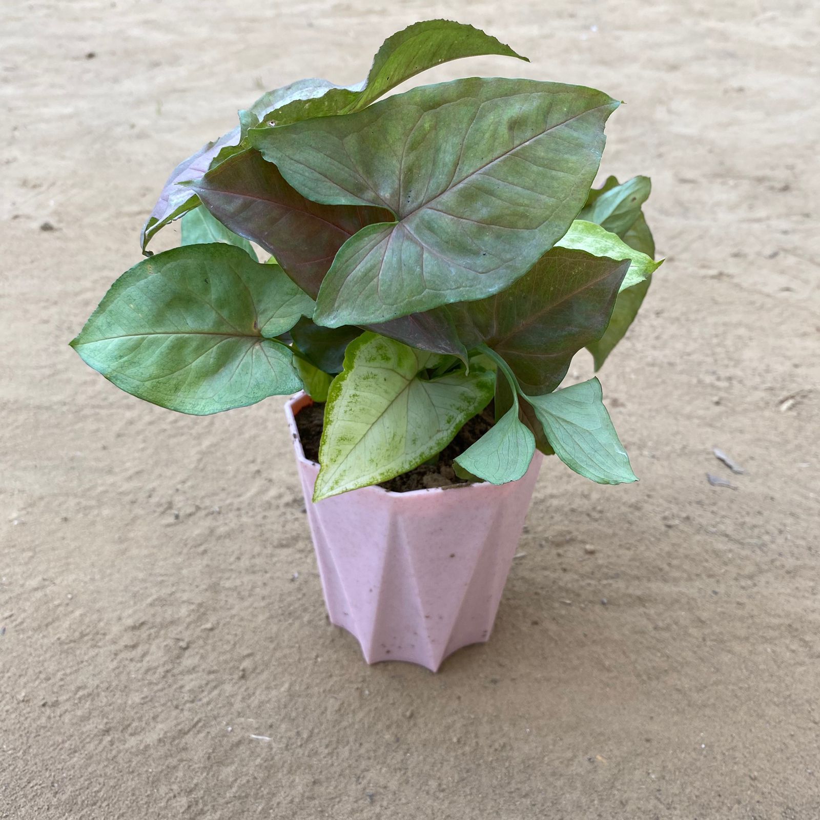 Syngonium Cocktail (Pink, Green & Bronze) in 4 Inch Pink Marble Premium Diamanti Plastic Pot