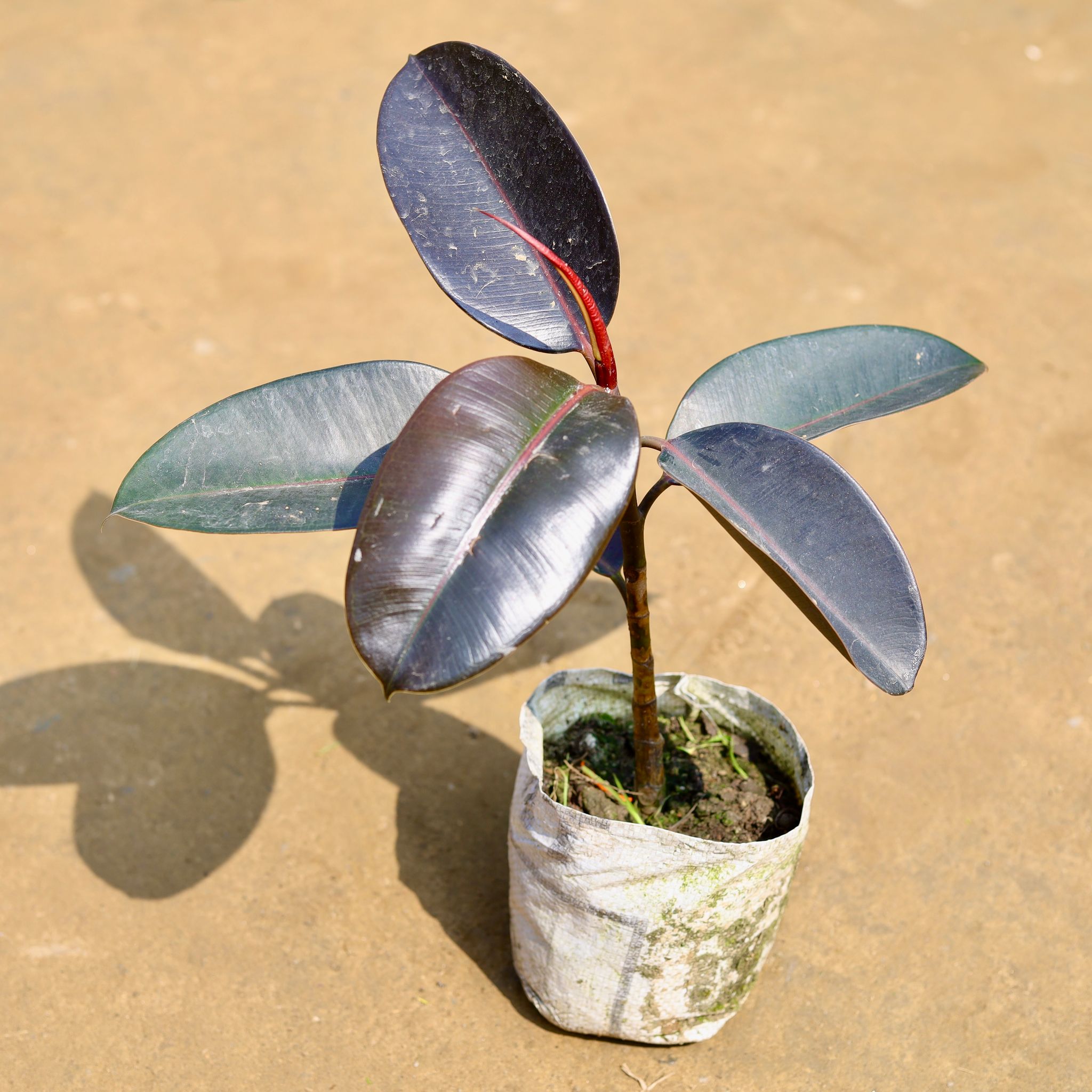 Rubber Black (~ 1.5 Ft) in 5 Inch Nursery Bag