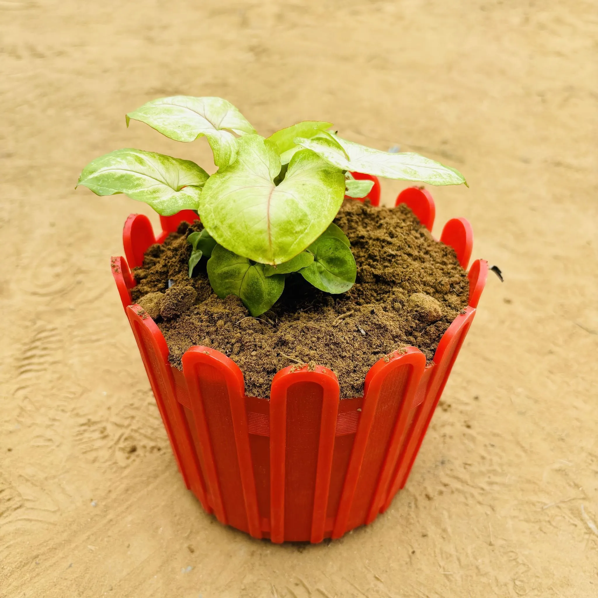 Syngonium Yellow in 6 Inch Red Premium Tippy Plastic Pot